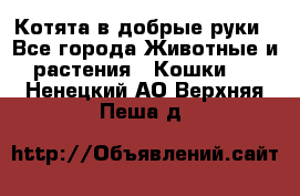 Котята в добрые руки - Все города Животные и растения » Кошки   . Ненецкий АО,Верхняя Пеша д.